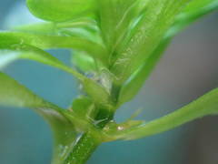 Callitriche obtusangula