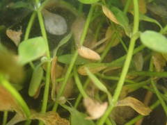 Callitriche obtusangula