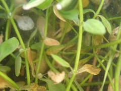 Callitriche obtusangula