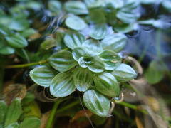 Callitriche obtusangula