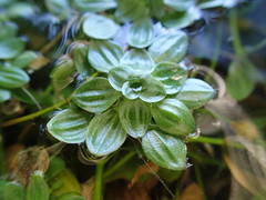 Callitriche obtusangula