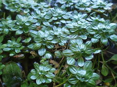 Callitriche obtusangula