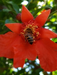 Apis mellifera