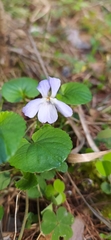 Viola mauritii