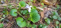 Viola mauritii