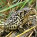 Wyoming Toad - Photo (c) USFWS Mountain-Prairie, some rights reserved (CC BY)