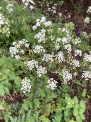 Anthriscus sylvestris