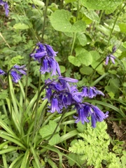Hyacinthoides non-scripta