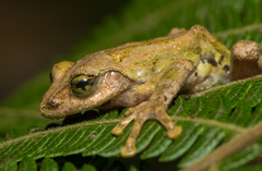 Kurixalus berylliniris