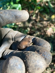 Breviceps verrucosus