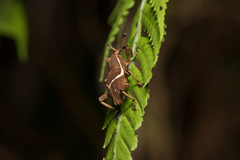 Cryptoderma fortunei