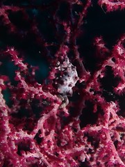 Hippocampus bargibanti