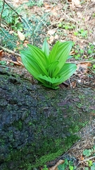 Veratrum lobelianum