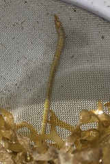 Syngnathidae