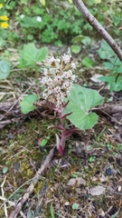 Veratrum lobelianum