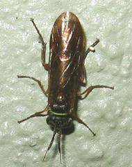 Xyelidae