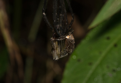 Psechrus