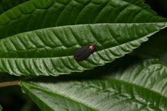 Pyrocoelia formosana