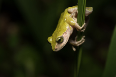 Kurixalus berylliniris