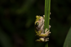 Kurixalus berylliniris