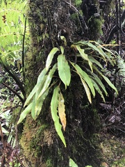 Elaphoglossum paleaceum