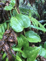 Smilax melastomifolia