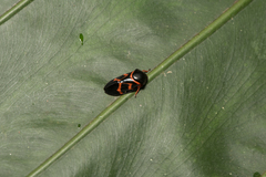 Okiscarta uchidae
