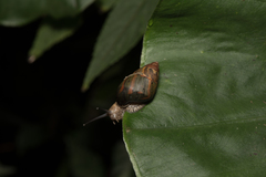 Dolicheulota formosensis