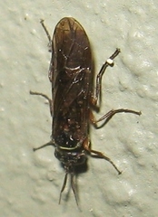 Xyelidae