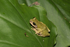 Kurixalus berylliniris