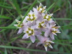 Asclepias flexuosa