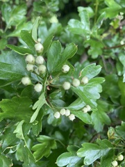 Crataegus monogyna