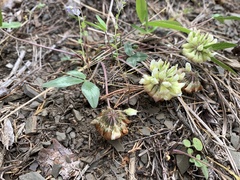 Trifolium virginicum