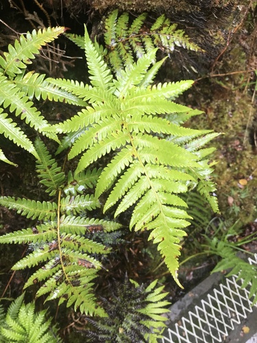 Cibotium glaucum observed 2021-05-12