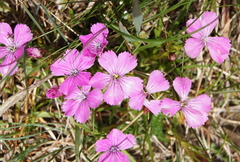 Dianthus glacialis