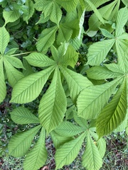 Aesculus hippocastanum