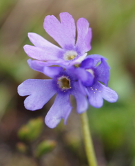 Primula glutinosa