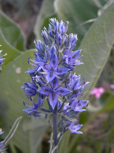 Frasera albicaulis var. idahoensis