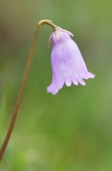 Soldanella pusilla