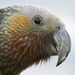 Kaka - Photo (c) Bird Explorers, osa oikeuksista pidätetään (CC BY-NC)