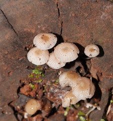 Mycena carmeliana