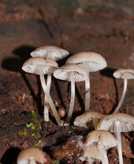 Mycena carmeliana