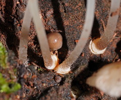 Mycena carmeliana