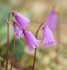 Soldanella pusilla