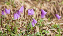 Soldanella pusilla