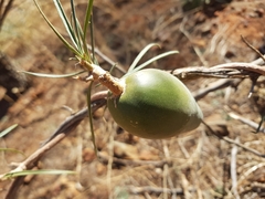 Leichhardtia australis