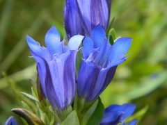 Gentiana affinis