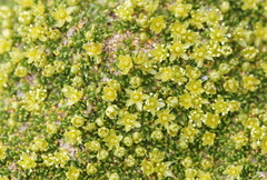 Cherleria sedoides