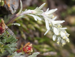 Artemisia genipi