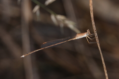 Indolestes insularis